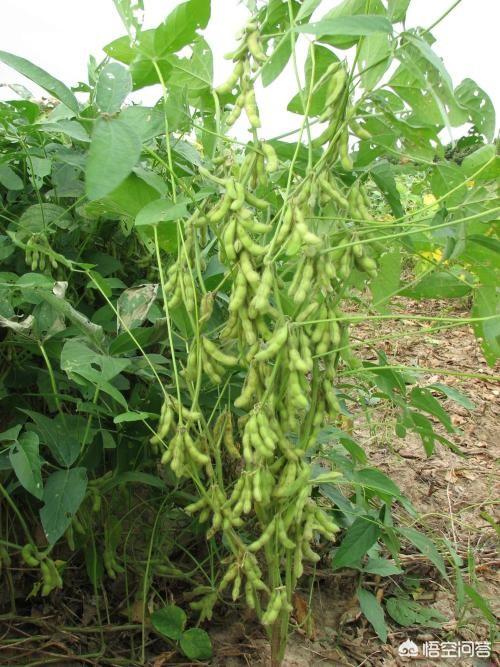 头条问答 - 黄豆生长过高,该如何控制?(14个回答)