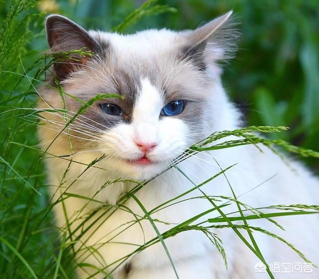 咬人猫黑历史:猫咪为什么会突然翻脸咬人？