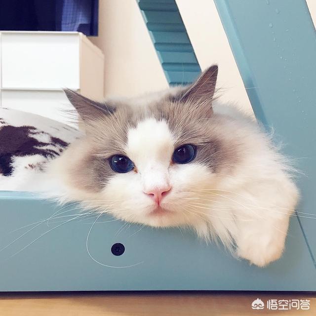 不爽猫玩偶:猫咪为什么会突然翻脸咬人？