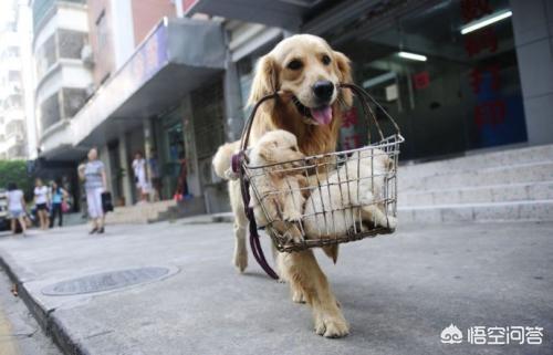 金毛犬怎么训练握手:捡到一只流浪金毛怎么养？