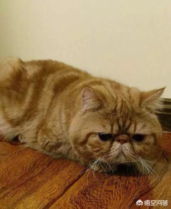 伽菲猫的图片:为什么有些加菲猫比其他的猫贵？