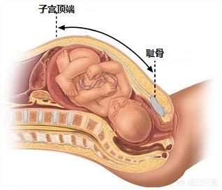 孕期肚子鼓包示意图图片