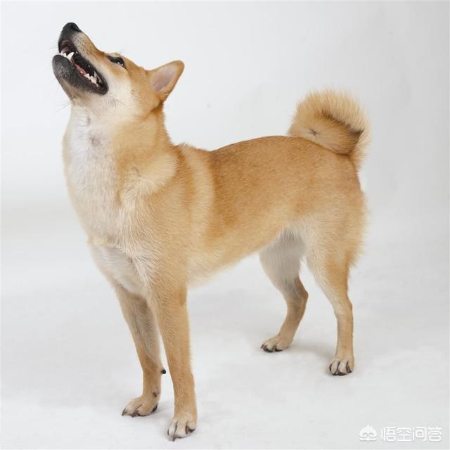 养什么宠物好:最近有点闲，想养一只宠物，养什么好呢？