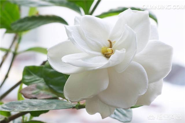 栀子花的黄子变黄了,是什么原因造成的？