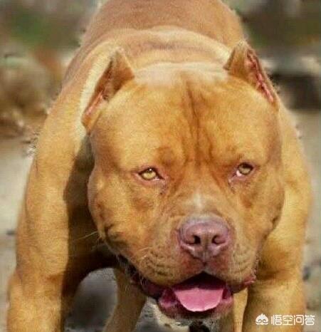 下司犬图片:你认为下司犬打的过牛头梗吗？有何根据？
