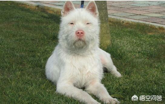 下司犬图片:你认为下司犬打的过牛头梗吗？有何根据？
