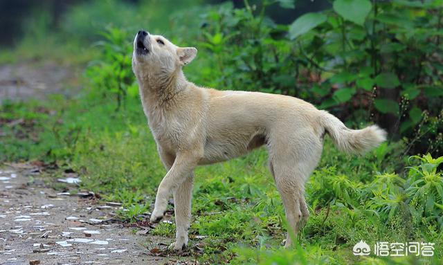 世界上最忧伤的狗:假如你的爱犬死了你会伤心吗？