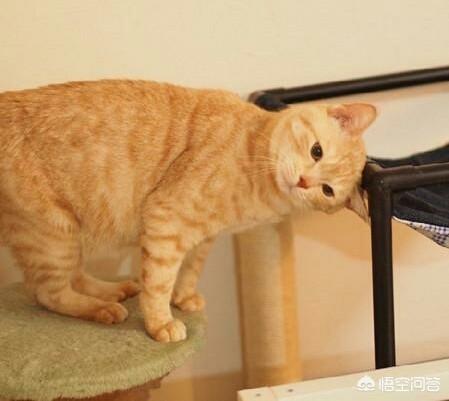 黄狸猫是指中国的什么品种的猫咪？有何依据？