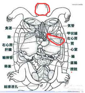 乌龟吃什么长得快:乌龟吃什么长得最快，最长寿？ 乌龟吃什么长得快 小乌龟怎么养