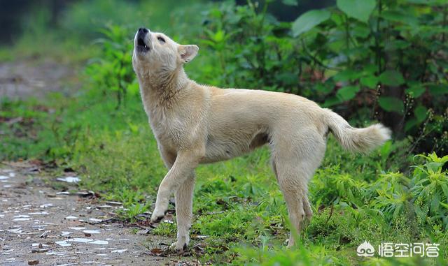 我做女犬的开心日子:你什么时候开始觉得做女生是一件很快乐的事情？