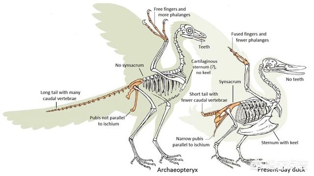 始祖鸟原产地在哪，始祖鸟是恐龙还是鸟类划分依据是什么