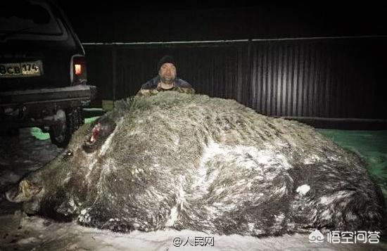 猪獒:超过1000斤的重型野猪和西伯利亚虎谁更强？