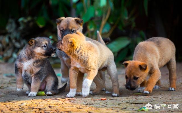 恭喜金帅缘犬舍:怎样判断自己是否能把狗狗养好？
