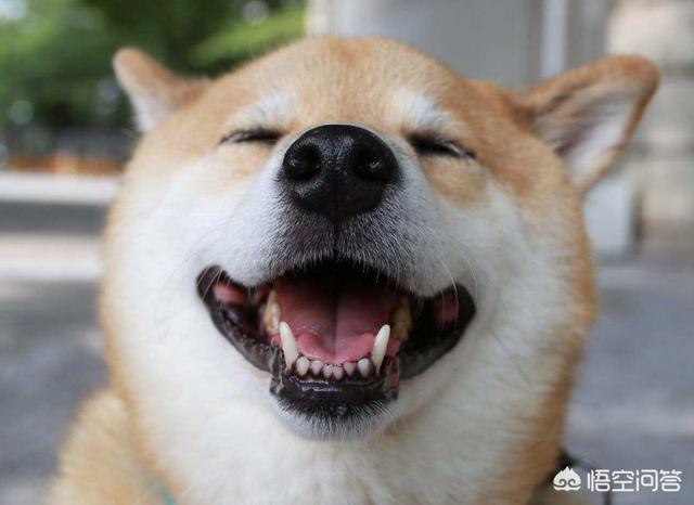 日本柴犬图片:柴犬和秋田犬为什么长得那么像？如何区分，都是日本原产地吗？