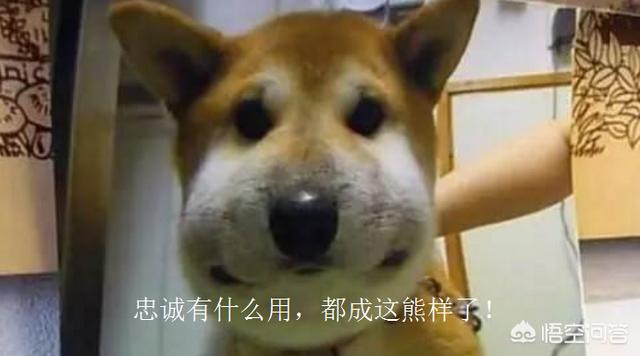 宠物犬:中华田园犬和宠物犬有什么区别？