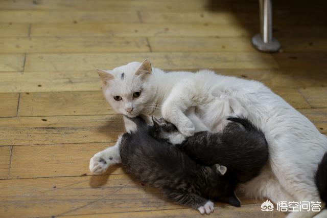 二十天的幼猫怎么养:在路边见了一只20天左右的小奶猫，不拉屎，怎么办？