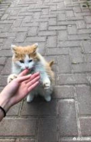 被猫抓了一下轻微破皮要打针吗:被家养猫抓伤了，要不要打预防针？
