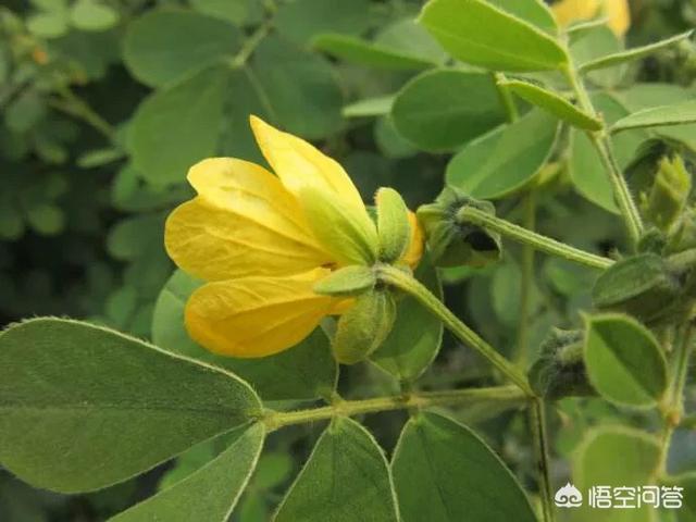 头条问答 - 草决明有哪些功效和作用?(12个回答)