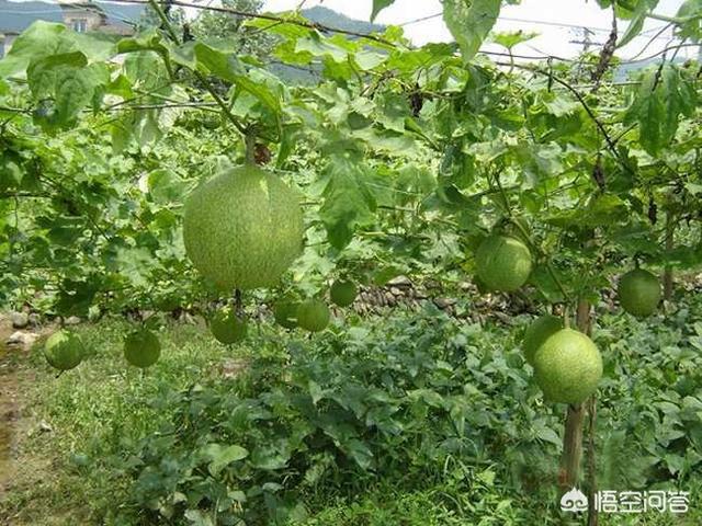 院子里种了几棵瓜蒌结了很多果实,瓜蒌有什么作用和功效？