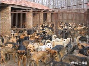 济宁 肉食狗 基地:济宁有养肉食狗的吗 养殖肉狗有哪些比较好的建议？