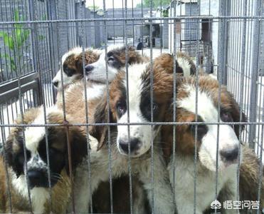 大型狗的生殖器官尺寸:狗科跟猫科的动物互相结合能产仔吗？是否违背生物规律？