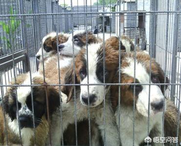 济宁 肉食狗 基地:济宁有养肉食狗的吗 养殖肉狗有哪些比较好的建议？