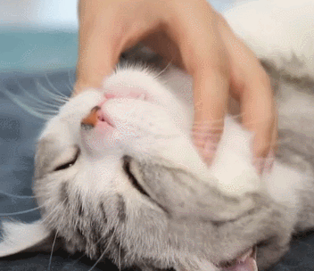日本田园猫图片笑容:晒猫！仅晒中华田园猫。你家的中华田园猫长什么样子呢？