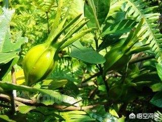 黄栀子泡茶喝有什么功效？