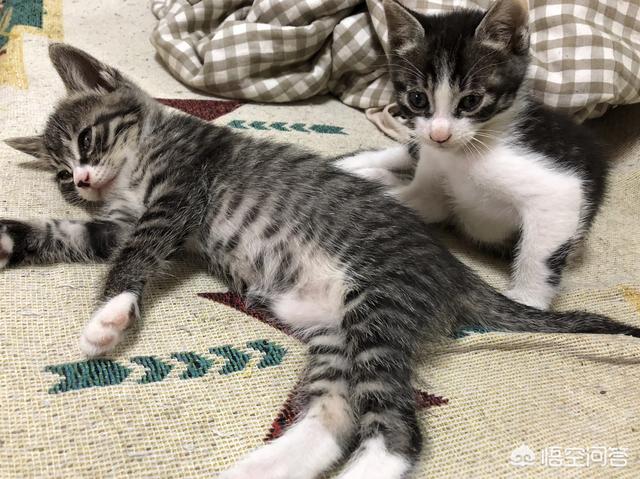 三个月猫不认主人乱咬乱抓:三个多月的猫，现在开始有咬人手脚的习惯，怎么办？