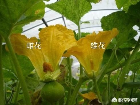 头条问答 南瓜光开花不结瓜 这是怎么回事 绽放的红梅花的回答 0赞