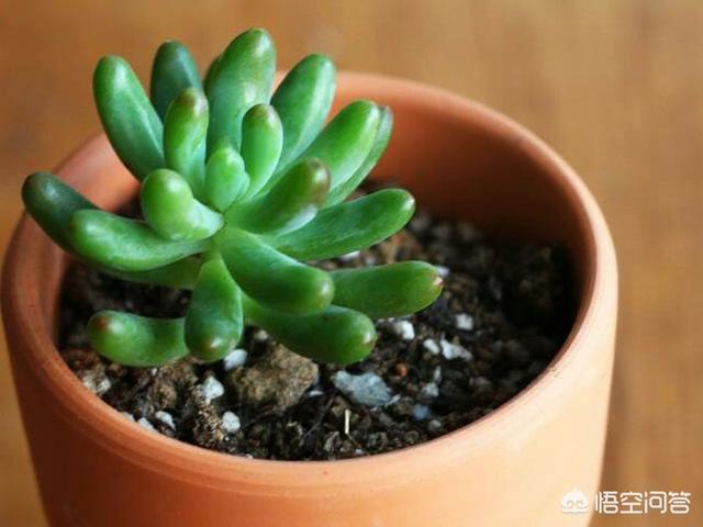 黄刺玫的养护方式:带锦的多肉怎么养护？价格贵不？