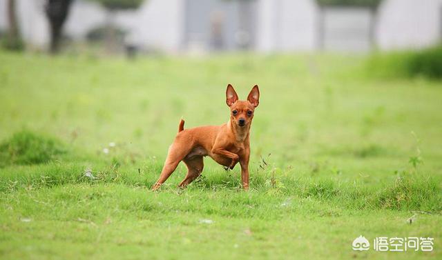小鹿狗宠物:小鹿犬的爪子特别尖，剪一下就出血，怎么才能去掉啊？
