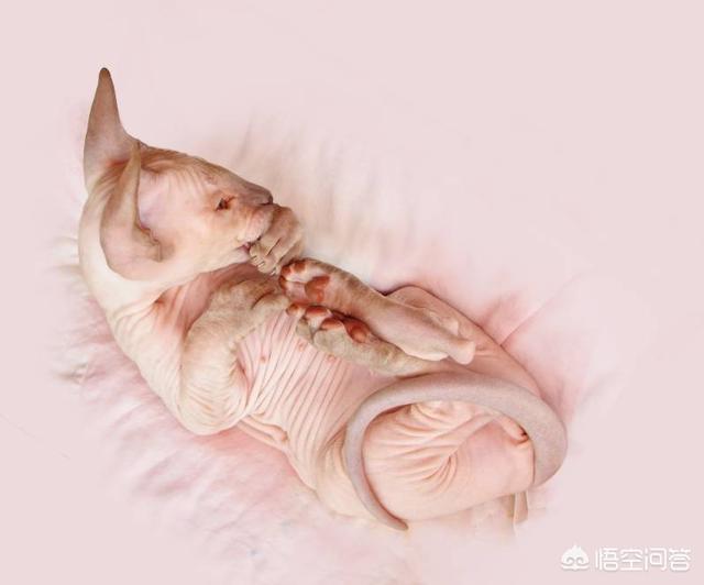 雄性狗的生殖器官图片:一些雄性动物为什么也有乳头？ 雄性狗狗身体构造