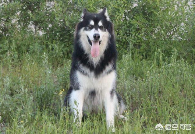 横林镇阿拉斯加犬跟哈士奇纯正:哈士奇和阿拉斯加犬，哪种更讨人喜欢呢？