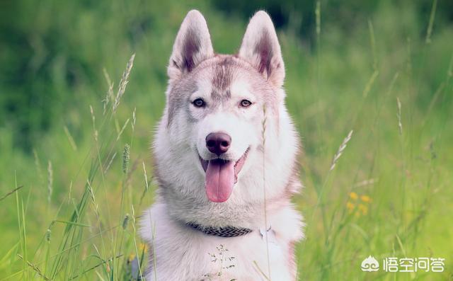 奥达猎犬怎么训练:二哈可以训练成为猎犬吗？为什么？