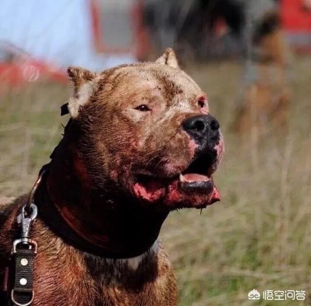 日本土佐犬打架:哪些狗狗脾气不好攻击性又超强？