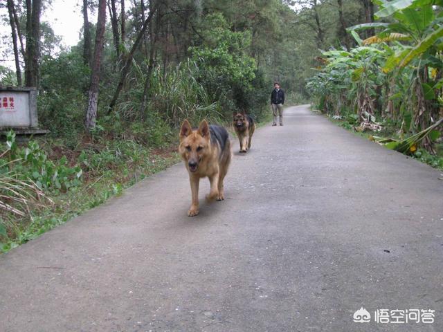 弓背犬图片:为什么有人说养了德牧就不想养其他狗了？