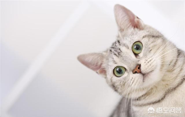 萌猫猫:为什么猫咪看起来很可爱？