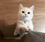 萌猫猫:为什么猫咪看起来很可爱？