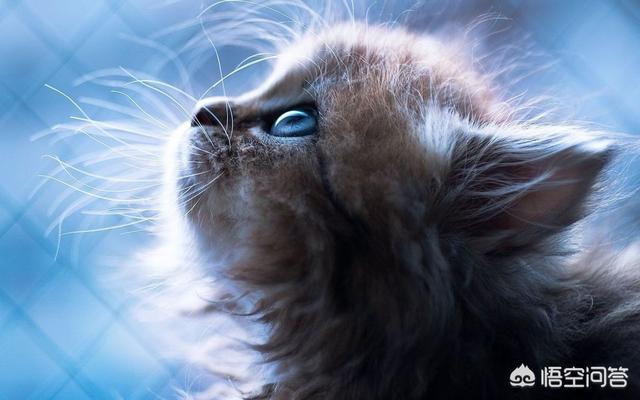 萌猫猫:为什么猫咪看起来很可爱？