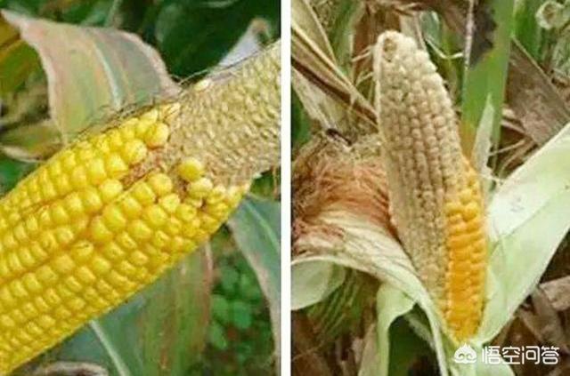 玉米地蚜虫怎么防治:在种植管理玉米过程中，防治玉米秃尖的办法有哪些？