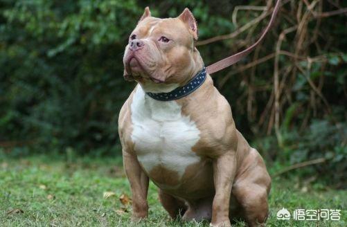 鬣狗vs比特犬:10只比特犬战胜一头成年花豹的几率有多大？ 鬣狗vs比特犬打架视频