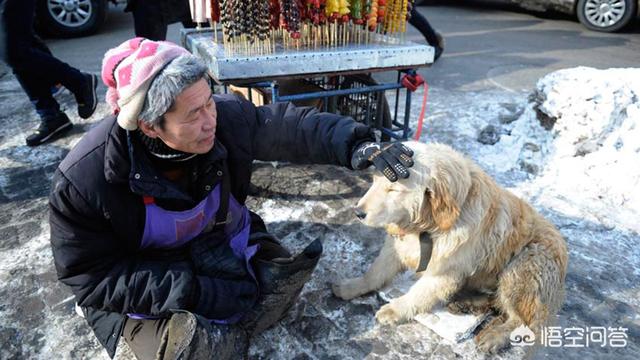 英斗犬会认主人吗:如果我把狗狗送给别人，过了几年之后，它还会认出自己吗？