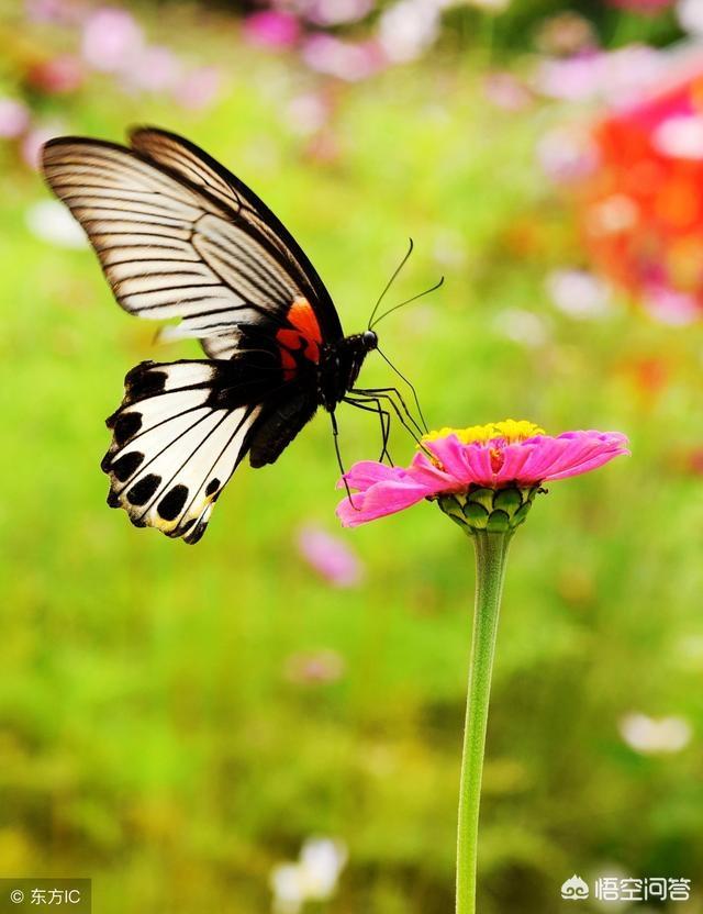 头条问答 - 如何拍好"在野花上蝴蝶翩翩起舞"的照片?(4个回答)