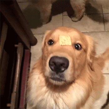 为什么叫金毛寻回猎犬:这个是土狗还是金毛串狗？ 金毛寻回猎犬幼犬
