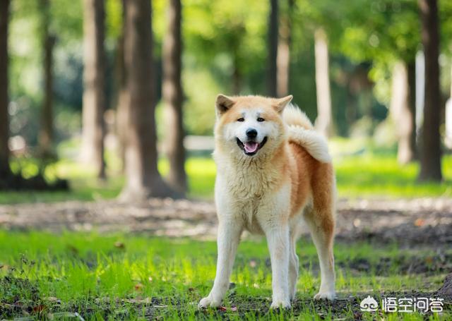 秋田犬图片:日本秋田犬是中华田园犬的后代吗？ 秋田犬图片及价格