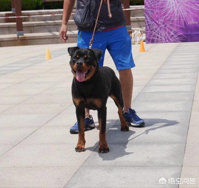 德国笃宾犬帅气:德国杜宾犬介绍 罗威纳和德系杜宾性格哪个对人更稳定？