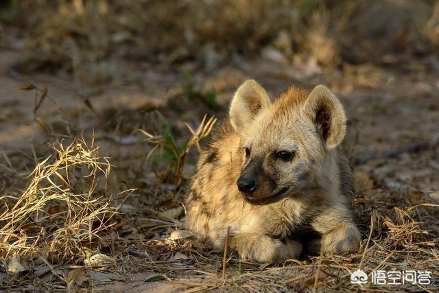 野狗vs鬣狗:比特犬和平头哥相遇，谁更厉害、谁更执著？