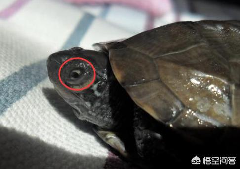 乌龟白眼病怎么办:一只乌龟得白眼病死了，其他龟也用爪子挠眼睛，该怎么办？