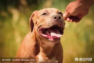 几种适合家养的大型犬:我想养只大型犬，请问什么犬又听话又有灵性还护主？